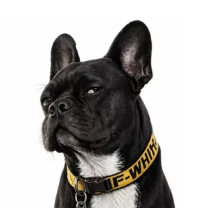 Picture of Milo Frenchie